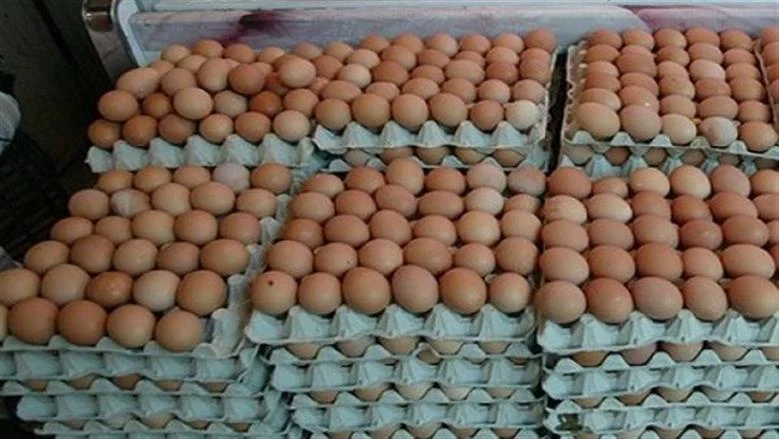 أسعار البيض اليوم
